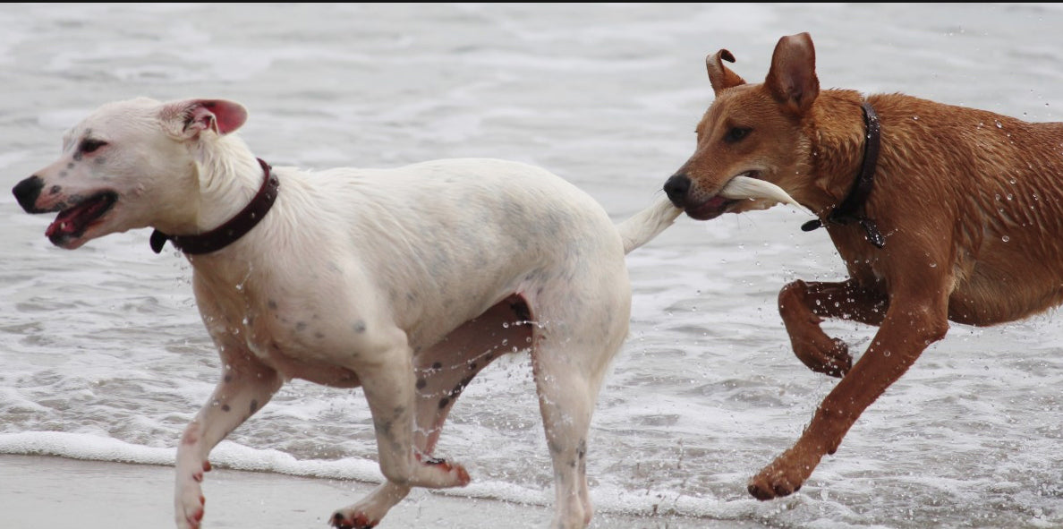 Common Things Dogs Do That You Always Misunderstood (Until Now