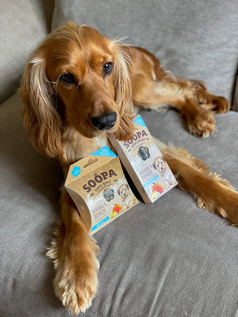 Feeding Senior Dogs Soopa Pets