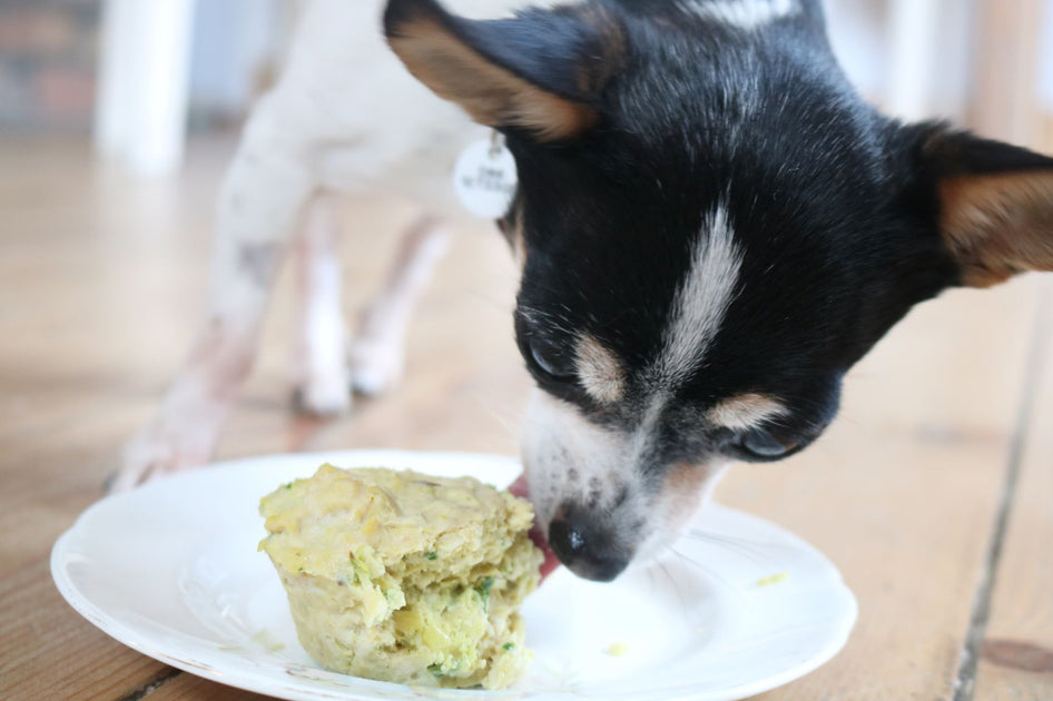 Homemade dog food cheap for urinary tract infections