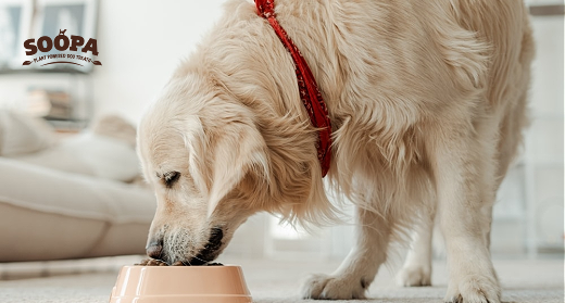 What Can Dogs With Pancreatitis Eat? Full List Guide Soopa Pets