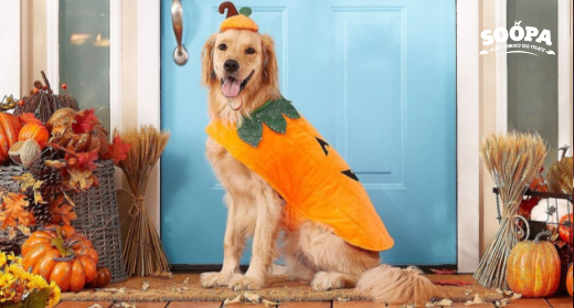 10 Most Popular Dog Halloween Costumes Pumpkin, Superhero More
