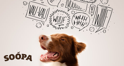 PROVEN Tips That Stop Your Dog Barking At Night Soopa Pets