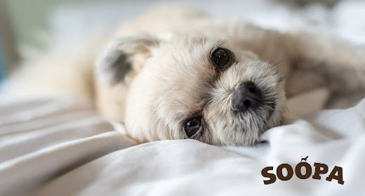 BEST Ways To Calm Your Dog For The Perfect Sleep Soopa Pets