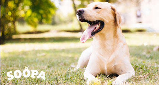 How Long Does It Take for Dogs to Digest Food? Soopa Pets