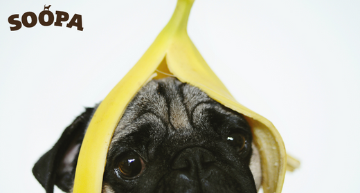 Why is Banana Good for Dogs? Soopa Pets - Main Image