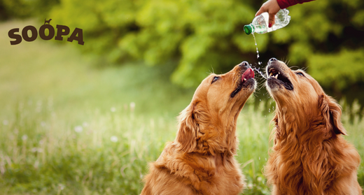 How Much Water Should a Dog Drink in a Day? Soopa Pets