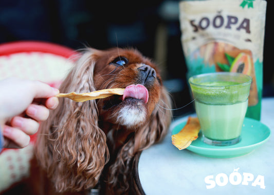 Vegan Plant Based Dog Treats 