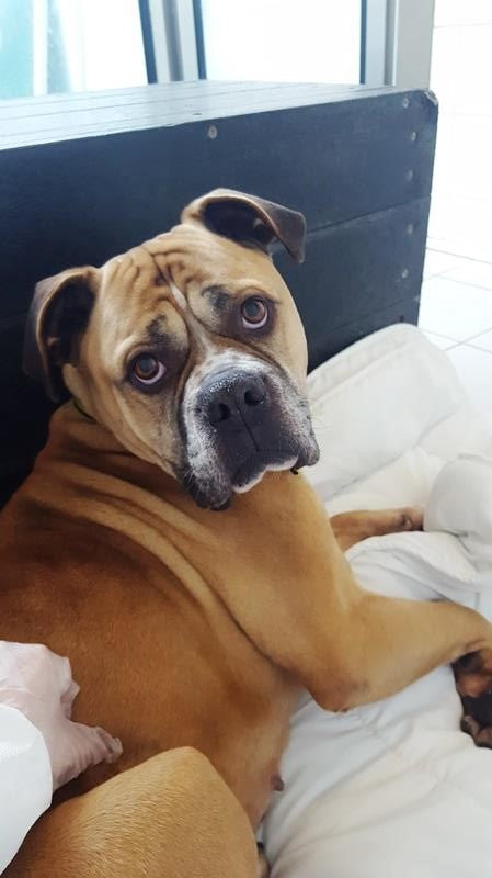 Dog Of The Week Anastasia