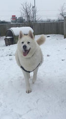 Dogs Trust Dog Of The Week Benji