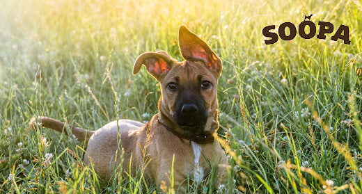 Can Dogs Get Hayfever?