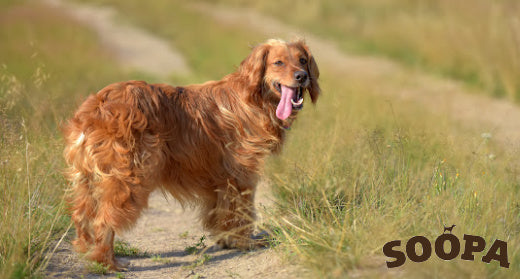 How Much Exercise Do Our Dogs Need?