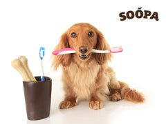 The Importance of Doggy Dental Care