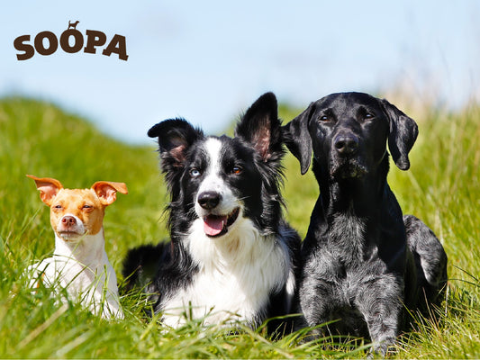 Top Dog Breeds 2021
