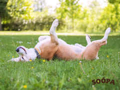 Keeping Cool in the Summer Sun