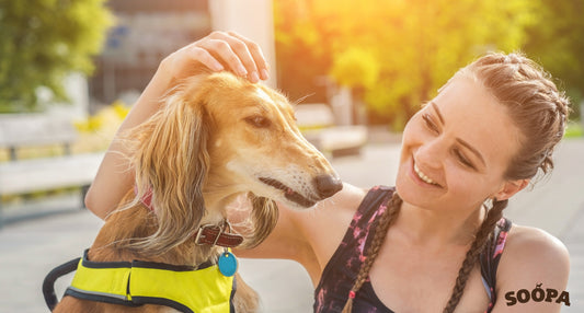 Keeping your Dog Safe at Night