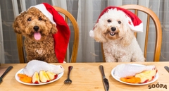 Dog Safe Christmas Dinner