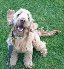 Dogs Trust Ireland Dog Of The Week