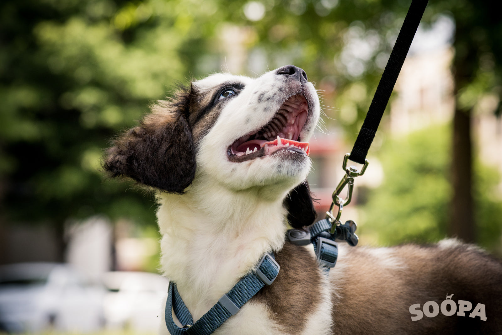 Benefits of dog walking 
