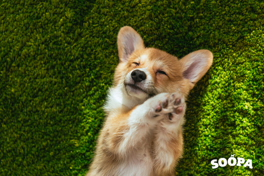 puppy nutrition