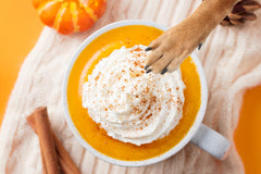 homemade pumpkin halloween dog treats