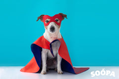 Dog Safety during Halloween 