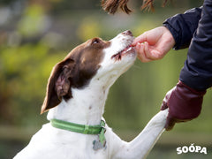 vegan plant based dog training treats