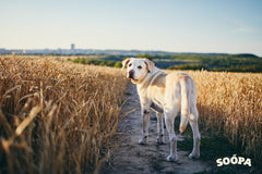 tips for walking your dog in the country side 