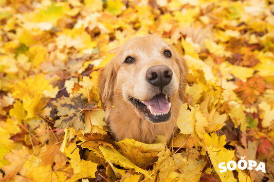 exercise ideas for your dog 