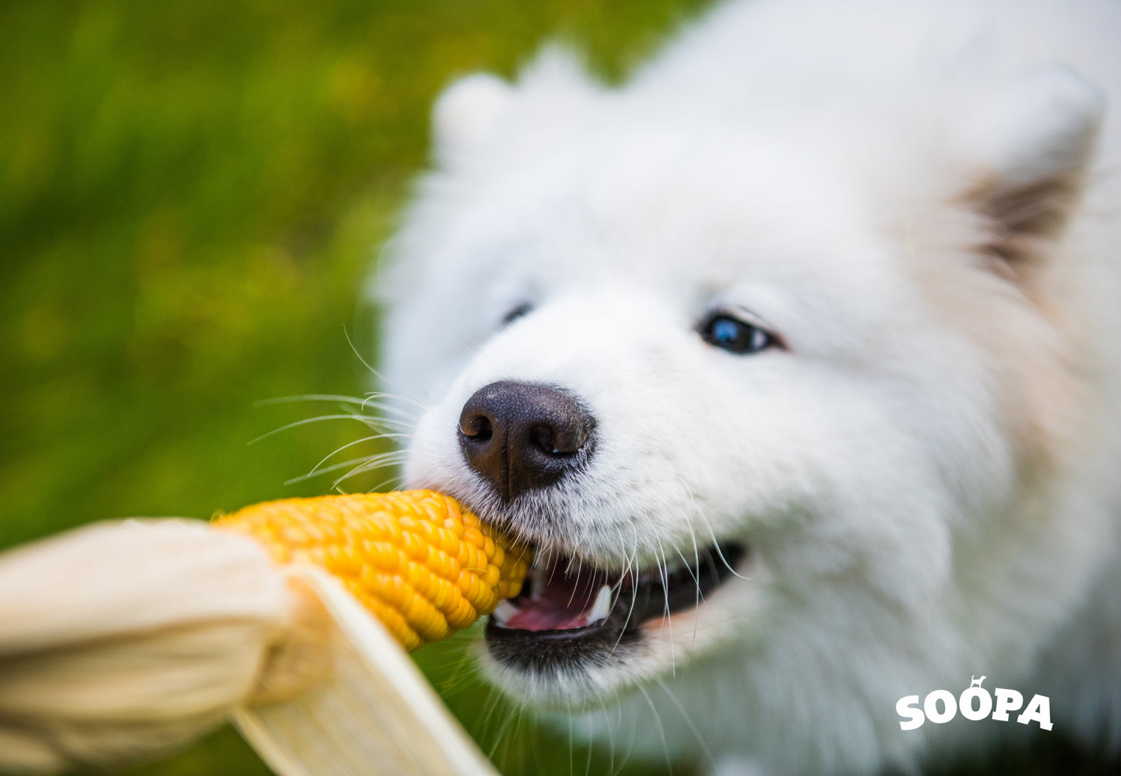 Vegetables for your Dog 