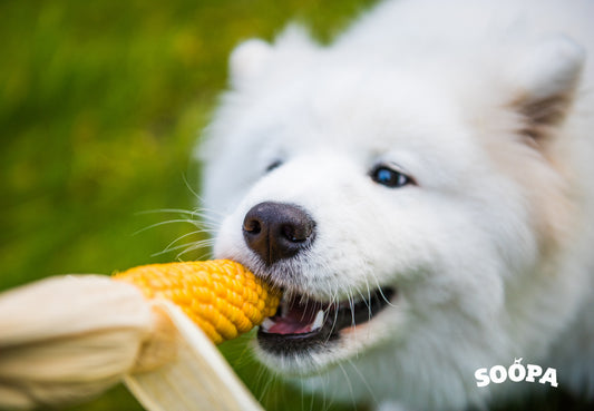Vegetables for your Dog 