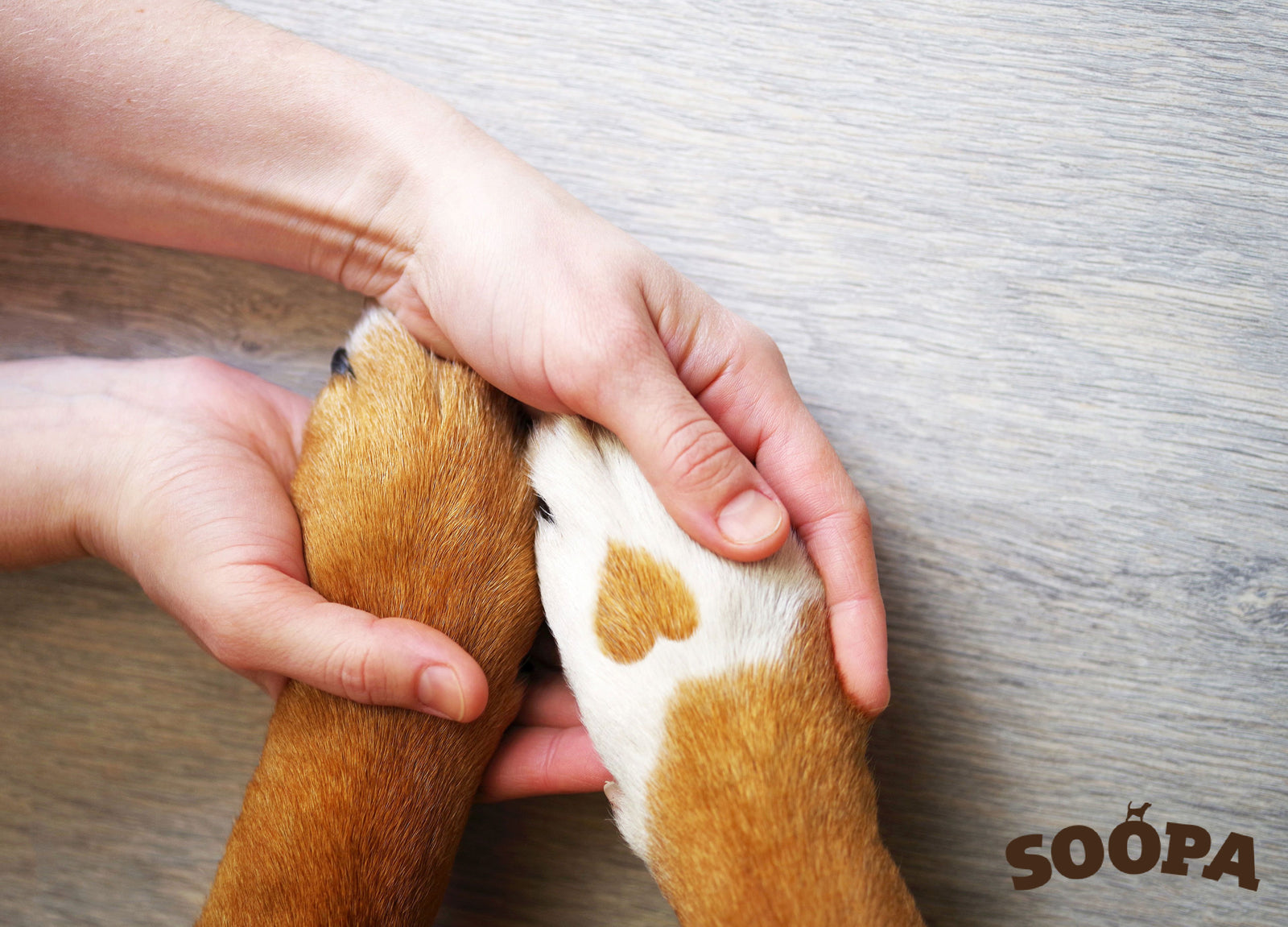Acupuncture for dogs 