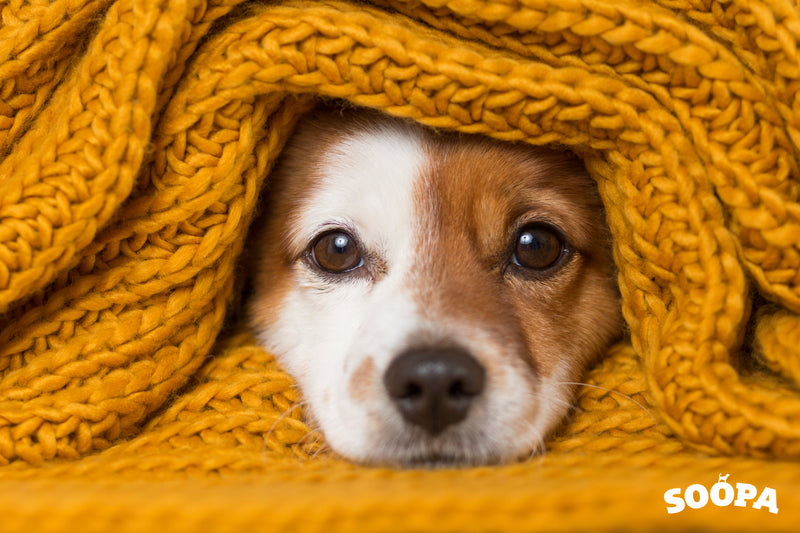 Keeping Your Dog Safe in Freezing Temperatures