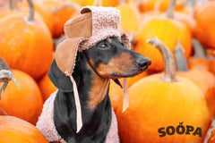 pumpkin dog treats