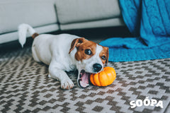 Pumpkin: The Pawfect Treat 🎃