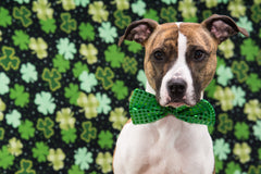 The Pawfect Saint Patrick's Day Dog Treat 🍀