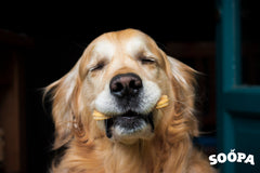 Calming homemade dog treats recipe 