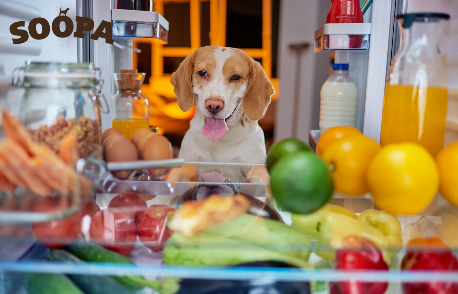 Doggy Detox This January