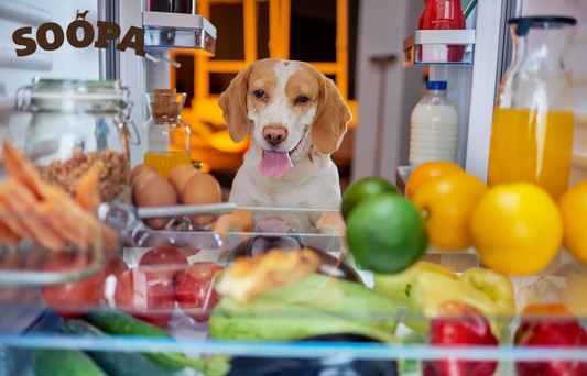 Doggy Detox This January