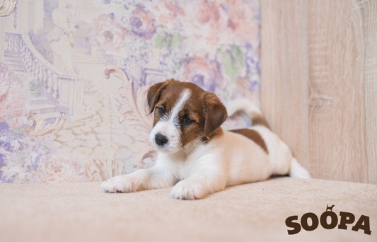Tips for Puppy Potty Training