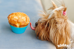 Homemade Pumpkin Dog Treats