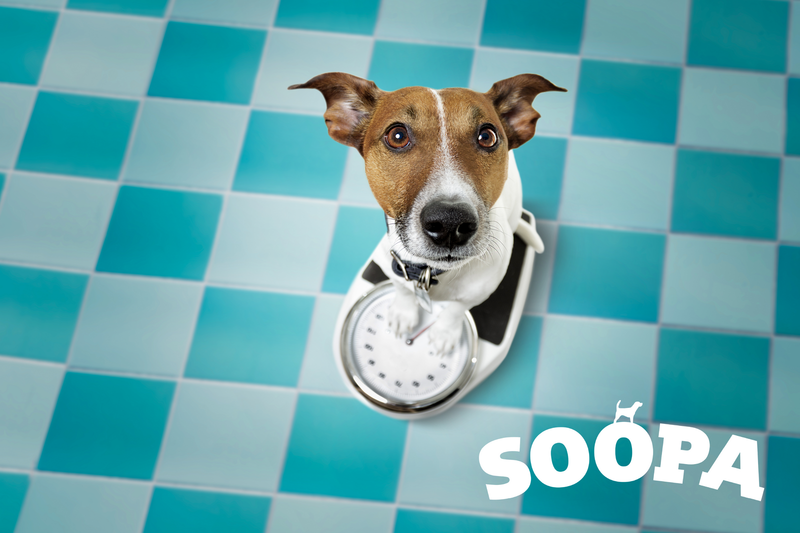 The Perfect Low Fat Treat for Your Dog