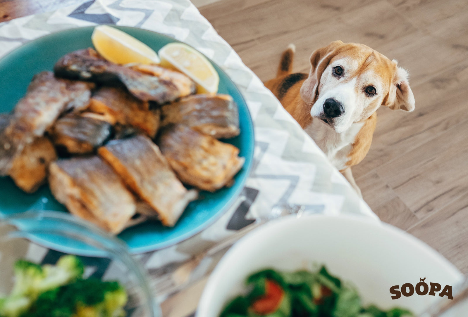 Homemade Dog Dinner