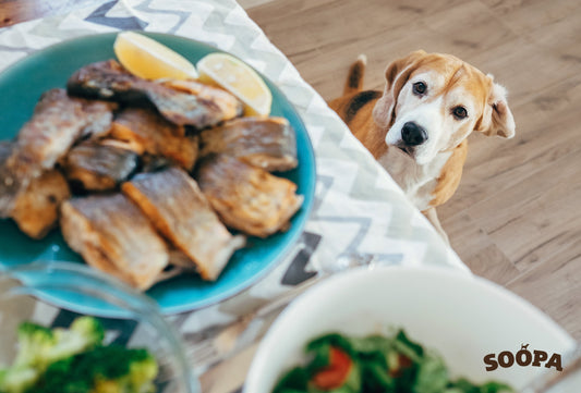 Homemade Dog Dinner