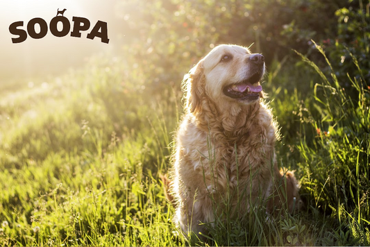 The Soopa Way to Support Senior Dogs