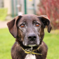 Dogs Trust Ireland Soopa Pets Dog Of The Week