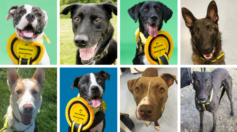 Dogs Trust Ireland Dog Of The Week