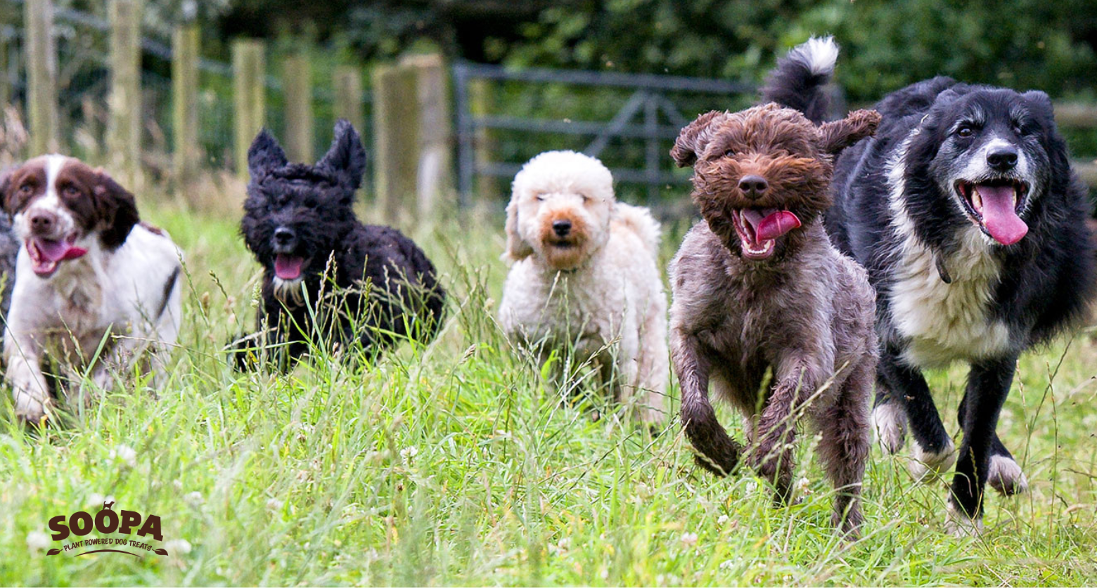 5 Vet-Approved Ways to Add Kale to Your Dog’s Food