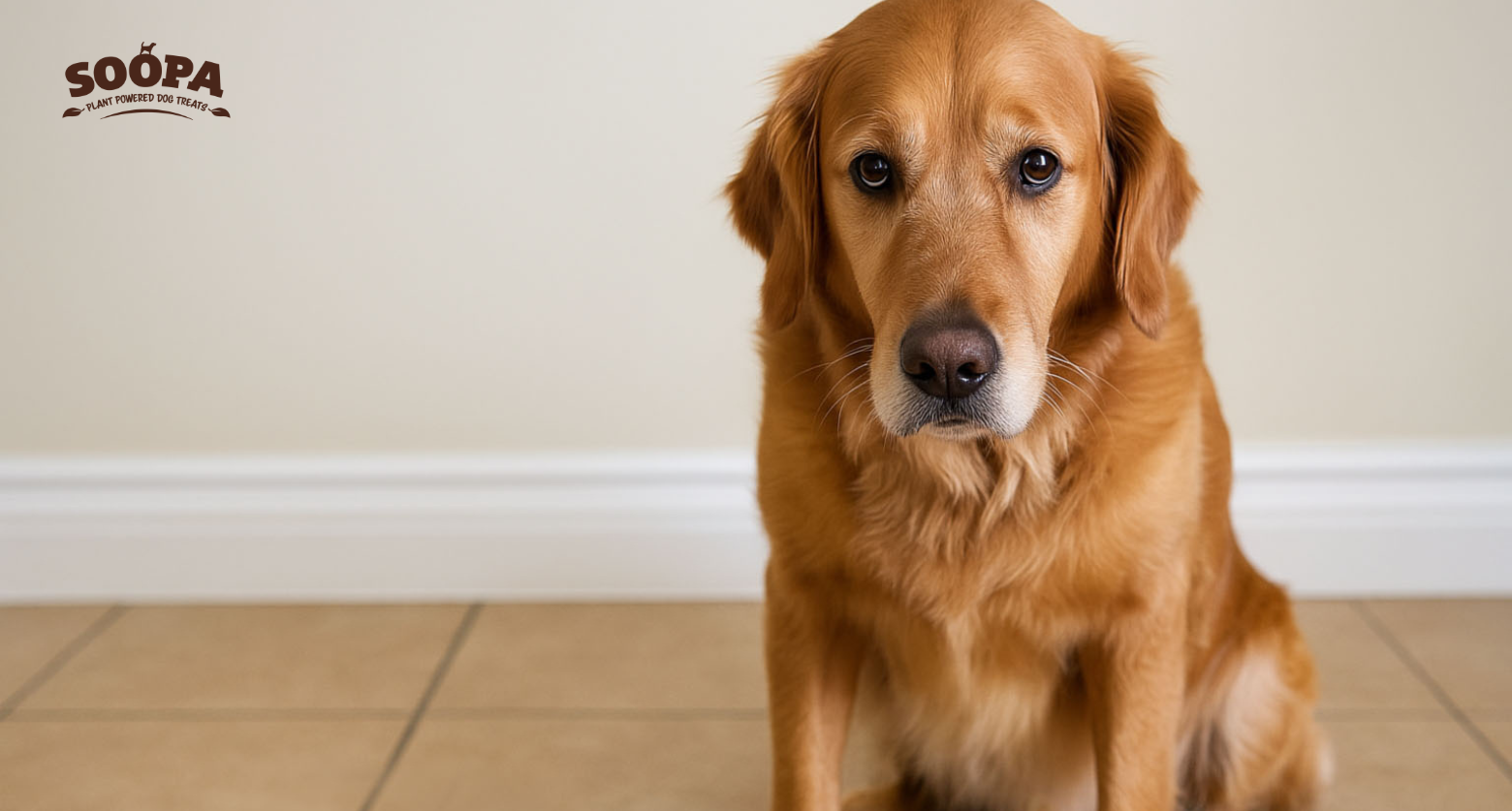 Does Kale Cause Diarrhea in Dogs? Signs to Watch Out For