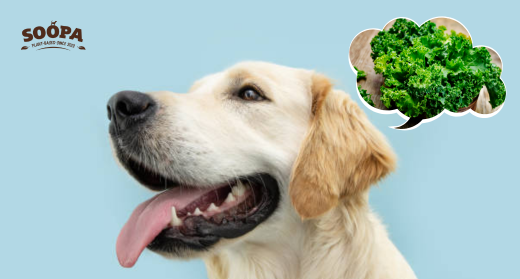 How Much Kale You Can Feed Your Dog, According to Experts
