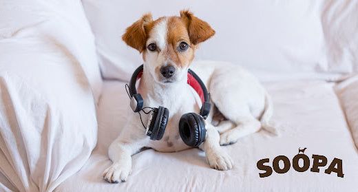 Tips for Leaving your Pet at Home